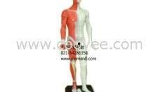 人体模型最新爆料,科技与健康的完美融合